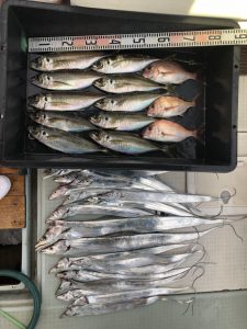 さぶろう丸 釣果