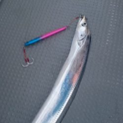 オフショアの太刀魚釣り初挑戦でも釣れました！ メガバススラッシュビートインプレッション