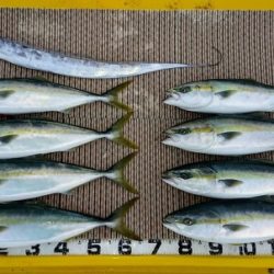 火遠理丸（ほおりまる） 釣果