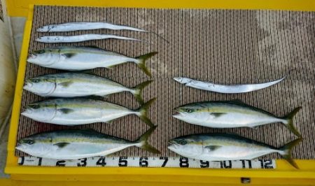 火遠理丸（ほおりまる） 釣果