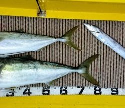 火遠理丸（ほおりまる） 釣果