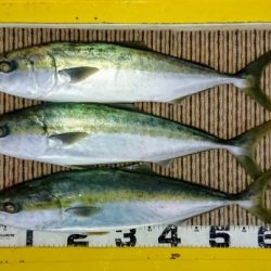 火遠理丸（ほおりまる） 釣果