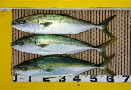 火遠理丸（ほおりまる） 釣果