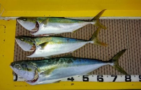 火遠理丸（ほおりまる） 釣果