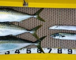 火遠理丸（ほおりまる） 釣果