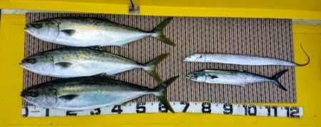 火遠理丸（ほおりまる） 釣果