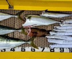 火遠理丸（ほおりまる） 釣果