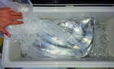 火遠理丸（ほおりまる） 釣果