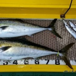 火遠理丸（ほおりまる） 釣果