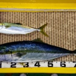 火遠理丸（ほおりまる） 釣果