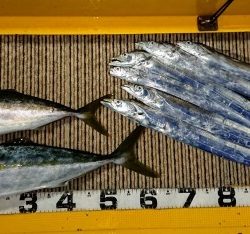 火遠理丸（ほおりまる） 釣果