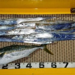 火遠理丸（ほおりまる） 釣果