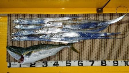 火遠理丸（ほおりまる） 釣果