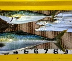 火遠理丸（ほおりまる） 釣果