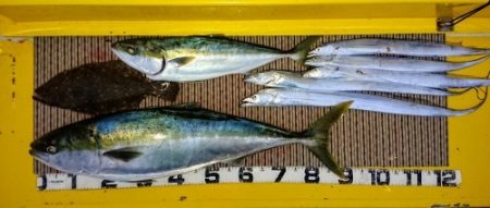 火遠理丸（ほおりまる） 釣果