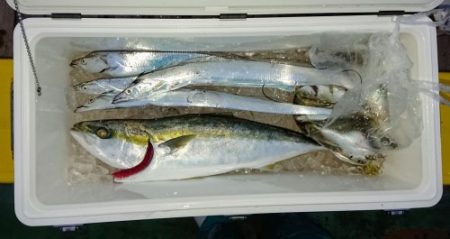 火遠理丸（ほおりまる） 釣果