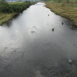 狩野川(狩野川漁業協同組合) 釣果