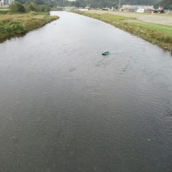 狩野川(狩野川漁業協同組合) 釣果