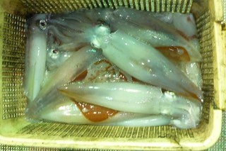 松福丸 釣果