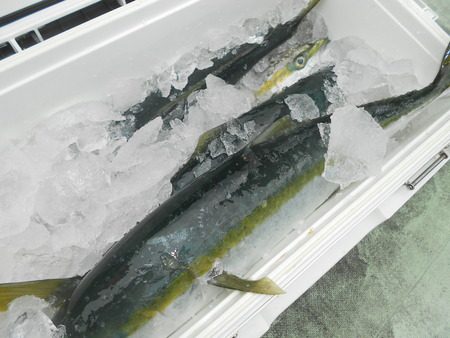 こうゆう丸 釣果