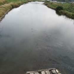 狩野川(狩野川漁業協同組合) 釣果