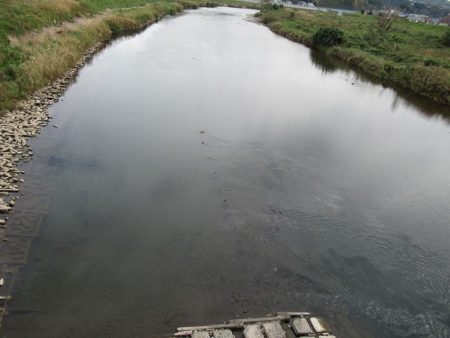 狩野川(狩野川漁業協同組合) 釣果