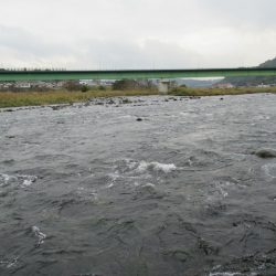 狩野川(狩野川漁業協同組合) 釣果