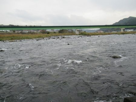狩野川（狩野川漁業協同組合） 釣果