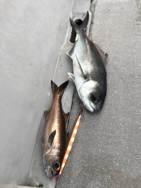 へいみつ丸 釣果