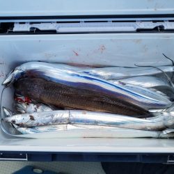 遊漁船 ニライカナイ 釣果