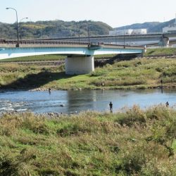 狩野川(狩野川漁業協同組合) 釣果