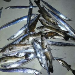 TOPGUN名古屋 釣果