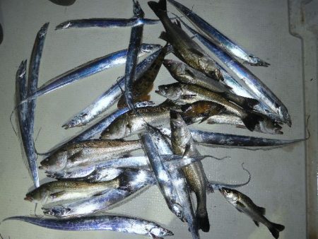 TOPGUN名古屋 釣果