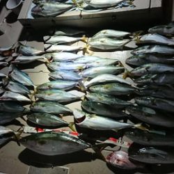 スカイマリン 釣果