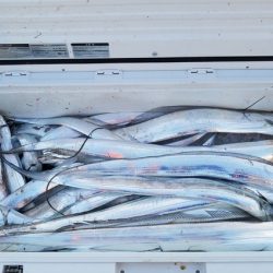 遊漁船 ニライカナイ 釣果