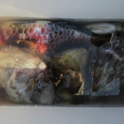 濱田渡船 釣果