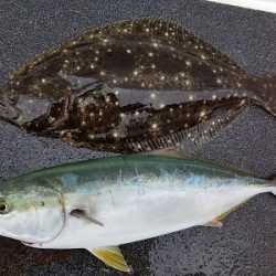 しまや丸 釣果