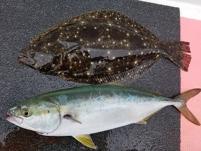 しまや丸 釣果