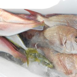 こうゆう丸 釣果