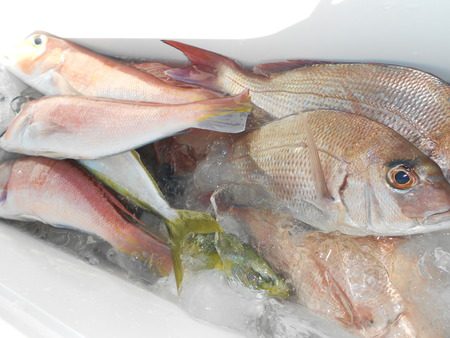 こうゆう丸 釣果