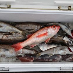 へいみつ丸 釣果