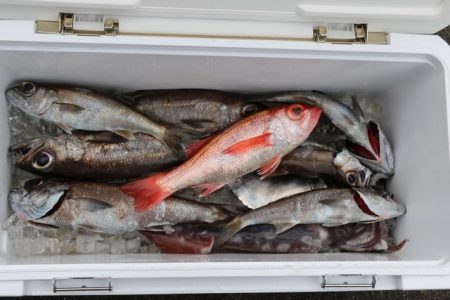 へいみつ丸 釣果