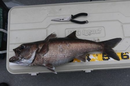 へいみつ丸 釣果