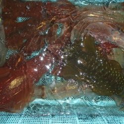 第二むつ漁丸 釣果