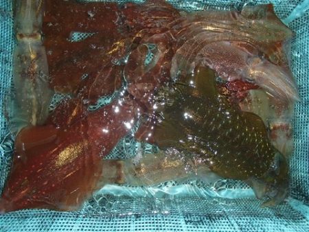 第二むつ漁丸 釣果