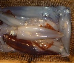 松福丸 釣果