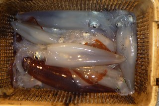 松福丸 釣果