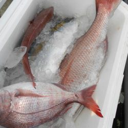 こうゆう丸 釣果