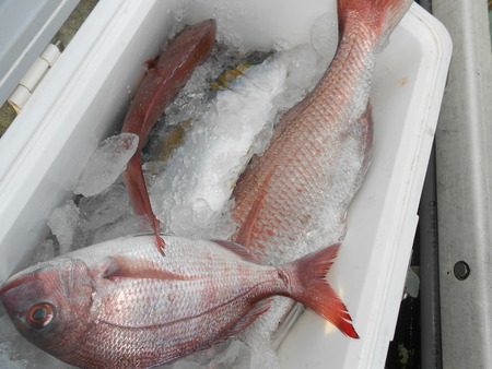 こうゆう丸 釣果