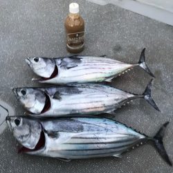 へいみつ丸 釣果